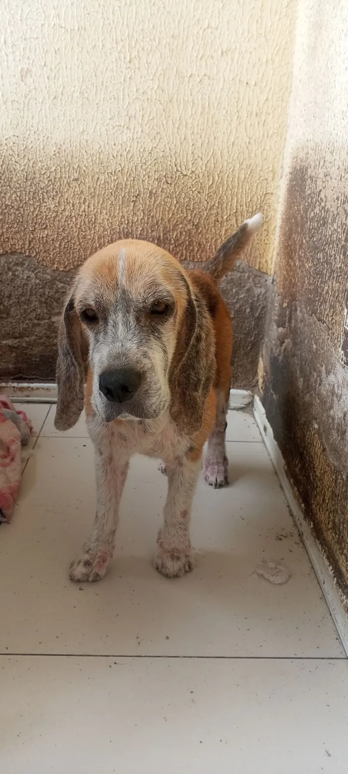 Cachorro raça SRD-ViraLata idade 3 anos nome Boris