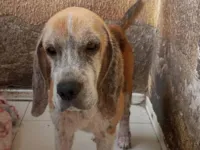 Cachorro raça SRD-ViraLata idade 3 anos nome Boris