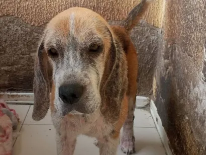 Cachorro raça SRD-ViraLata idade 3 anos nome Boris