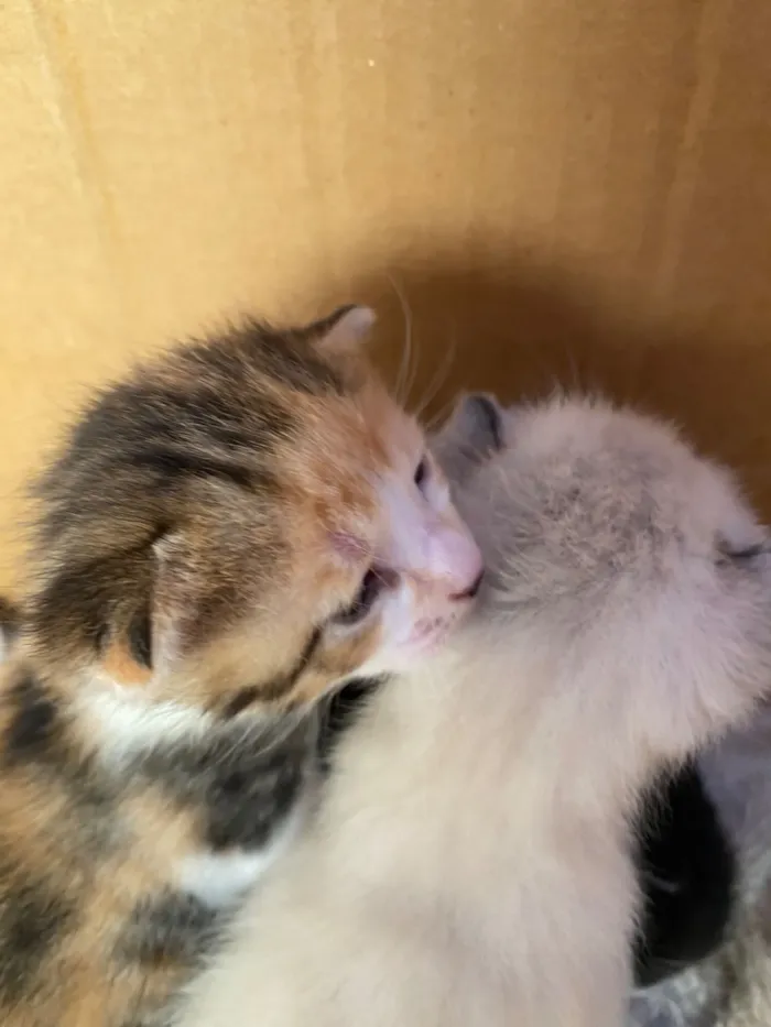 Gato raça SRD-ViraLata idade Abaixo de 2 meses nome DOAÇÃO DE GATINHOS 