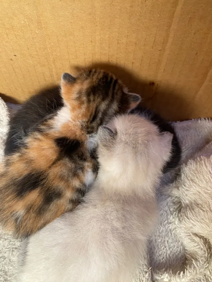 Gato raça SRD-ViraLata idade Abaixo de 2 meses nome DOAÇÃO DE GATINHOS 