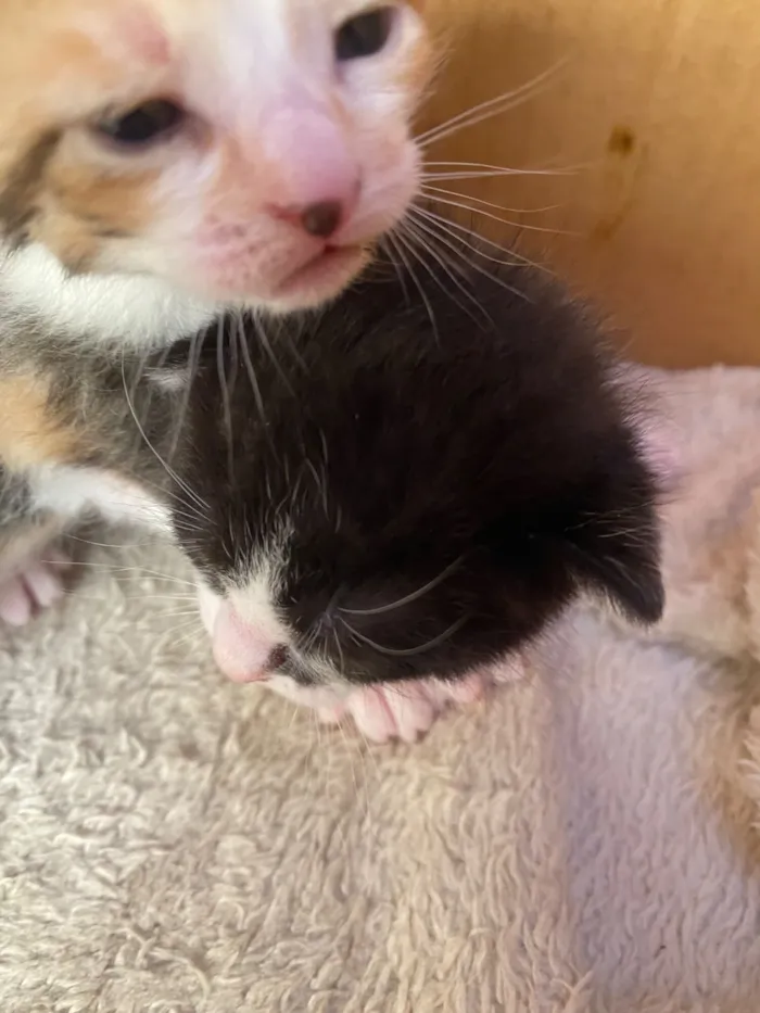 Gato raça SRD-ViraLata idade Abaixo de 2 meses nome DOAÇÃO DE GATINHOS 