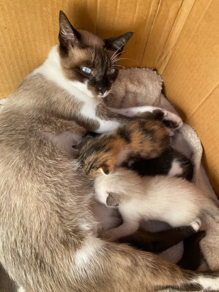 Gato raça SRD-ViraLata idade Abaixo de 2 meses nome DOAÇÃO DE GATINHOS 