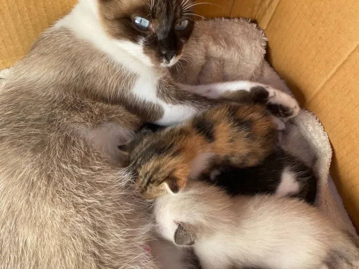 Gato raça SRD-ViraLata idade Abaixo de 2 meses nome DOAÇÃO DE GATINHOS 