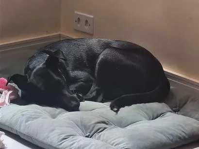 Cachorro raça SRD-ViraLata idade 2 a 6 meses nome Amora