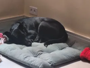 Cachorro raça SRD-ViraLata idade 2 a 6 meses nome Amora