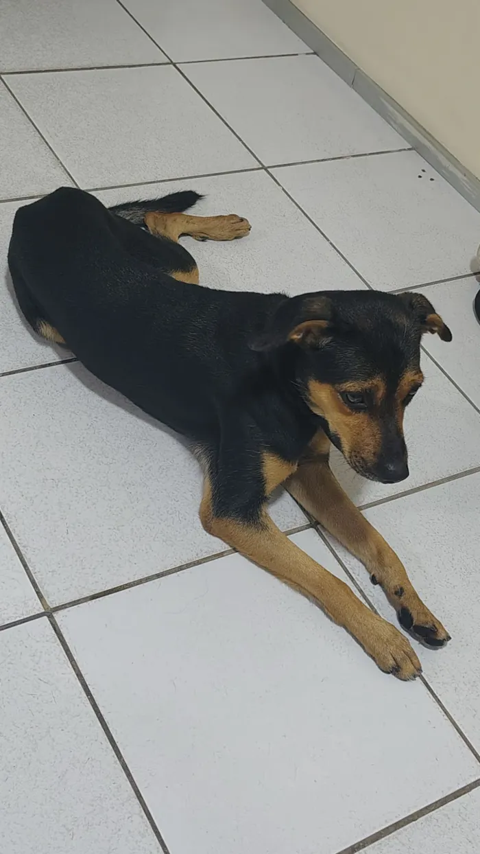 Cachorro raça SRD-ViraLata idade 7 a 11 meses nome Sem nome