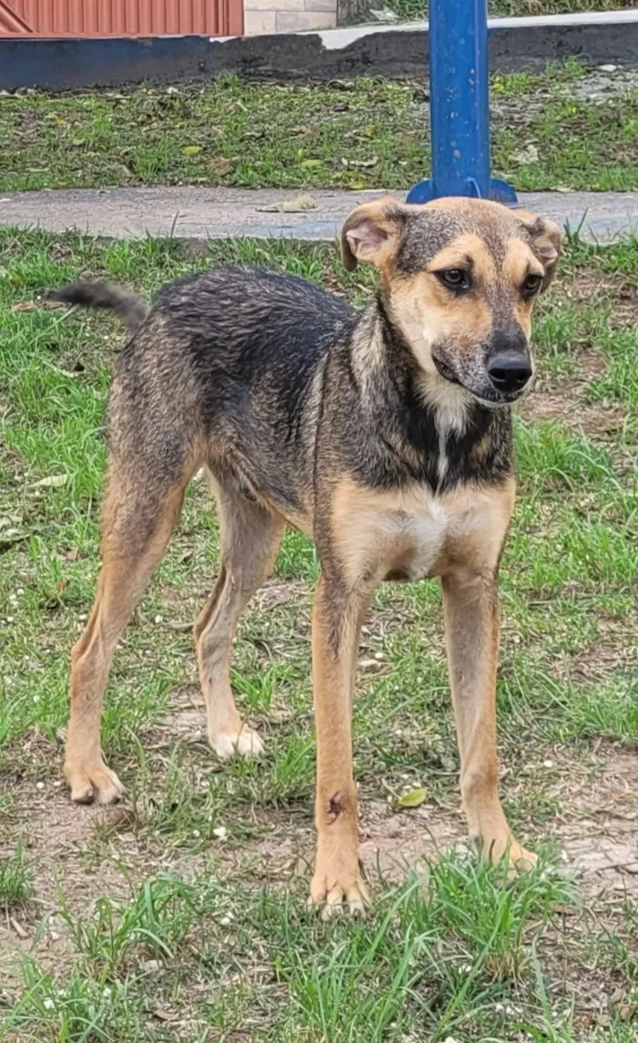 Cachorro raça SRD-ViraLata idade 2 anos nome Marrom