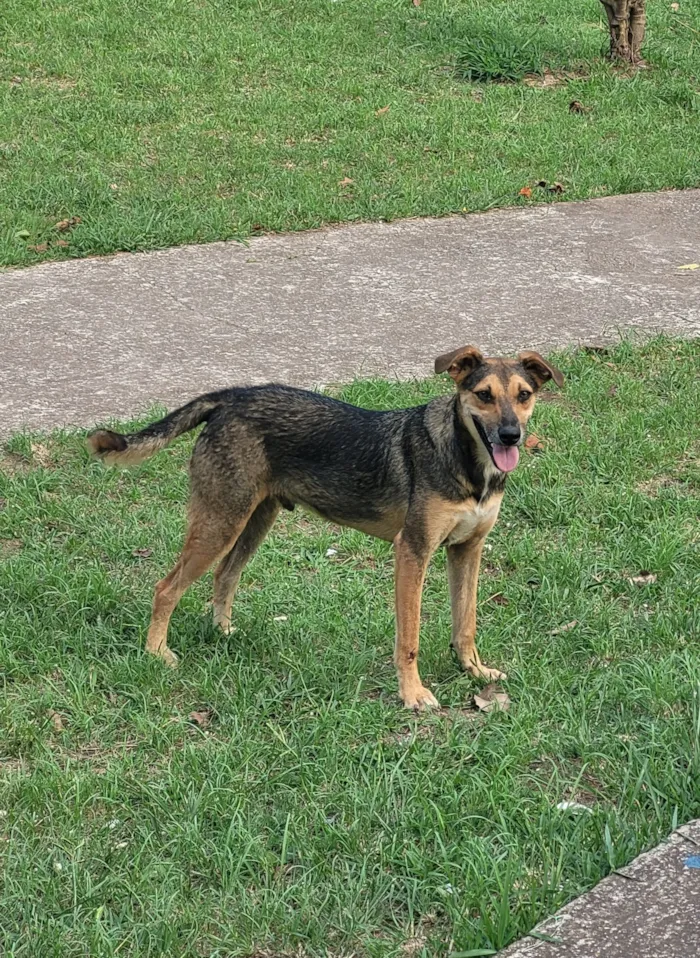 Cachorro raça SRD-ViraLata idade 2 anos nome Marrom