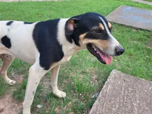 Cachorro raça SRD-ViraLata idade 2 anos nome Briga