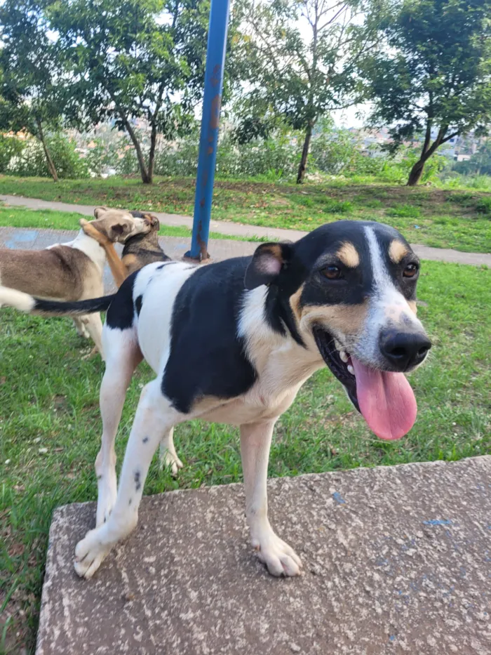 Cachorro raça SRD-ViraLata idade 2 anos nome Briga