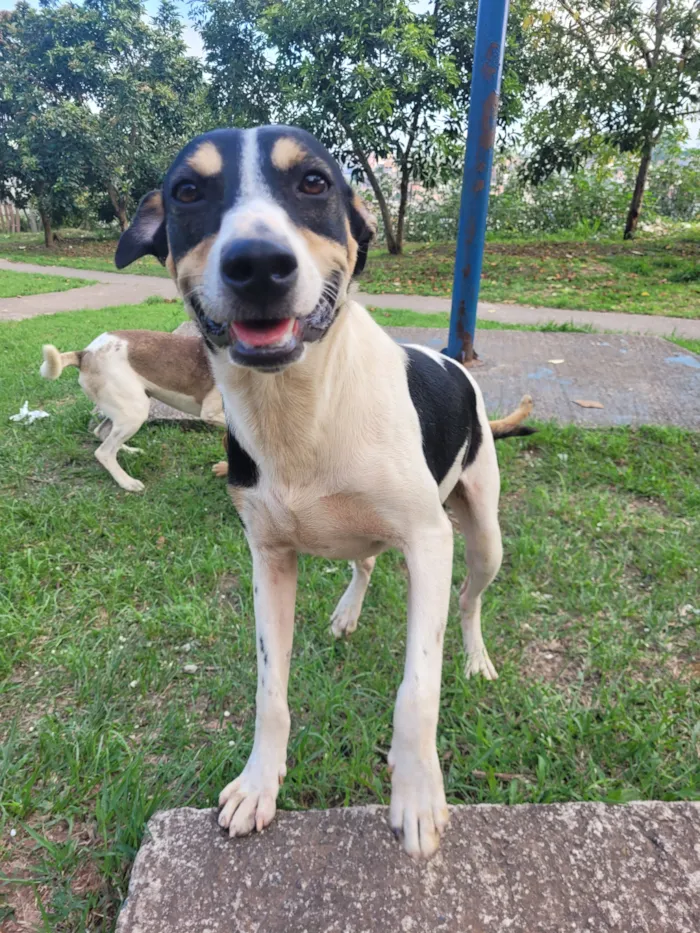 Cachorro raça SRD-ViraLata idade 2 anos nome Briga