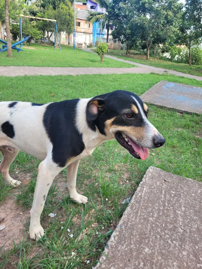 Cachorro raça SRD-ViraLata idade 2 anos nome Briga