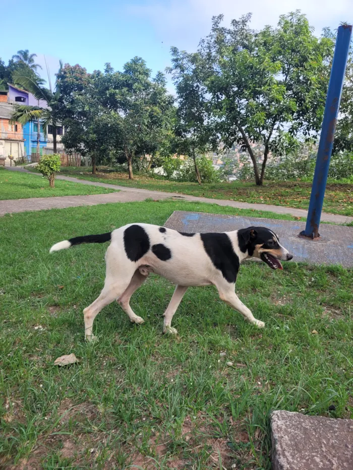 Cachorro raça SRD-ViraLata idade 2 anos nome Briga