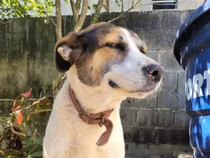 Cachorro raça SRD-ViraLata idade 6 ou mais anos nome Lola