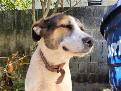 Cachorro raça SRD-ViraLata idade 6 ou mais anos nome Lola