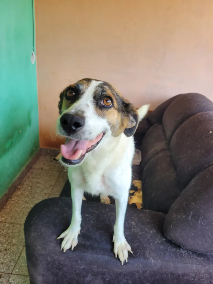 Cachorro raça SRD-ViraLata idade 6 ou mais anos nome Lola