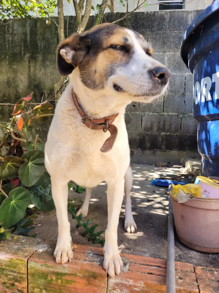 Cachorro raça SRD-ViraLata idade 6 ou mais anos nome Lola