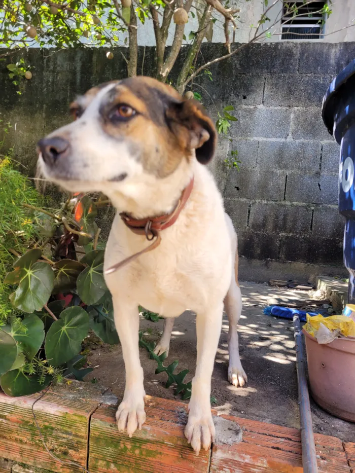 Cachorro raça SRD-ViraLata idade 6 ou mais anos nome Lola