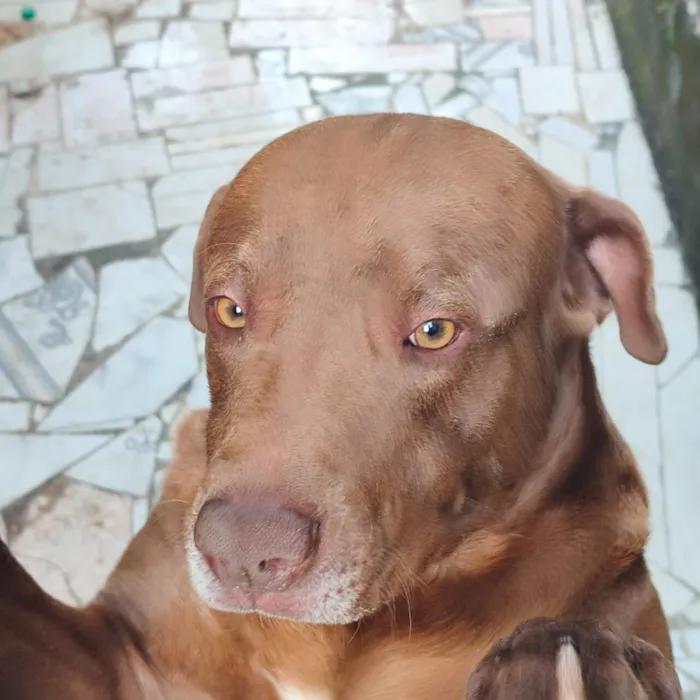 Cachorro raça Pit-Bull idade 2 anos nome Zeus