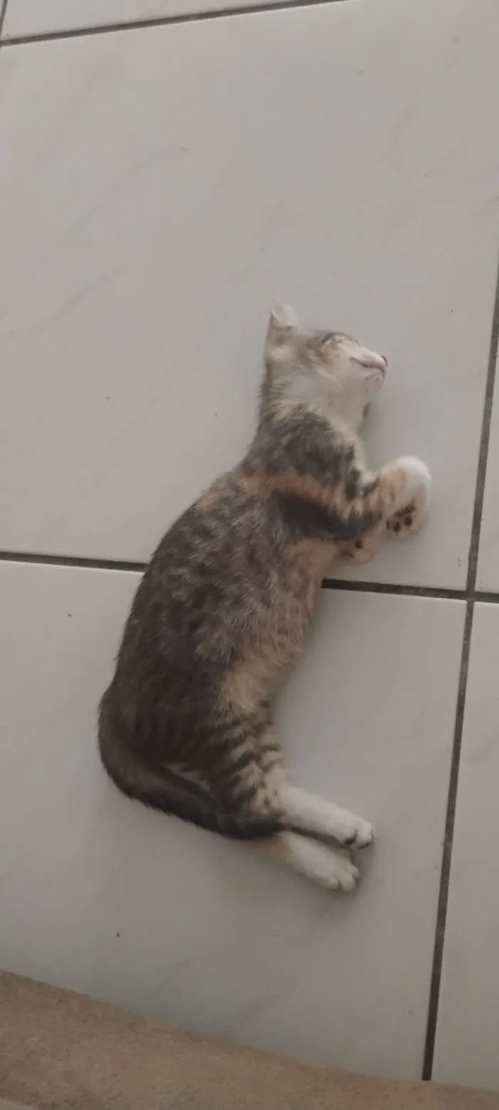 Gato raça Exótico idade 7 a 11 meses nome sem nome