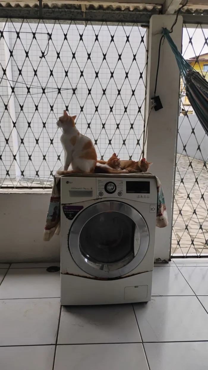 Gato raça Exótico idade 7 a 11 meses nome sem nome