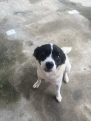 Cachorro raça SRD-ViraLata idade 1 ano nome Luna