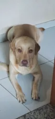 Cachorro raça Labrador idade 2 anos nome Brienne