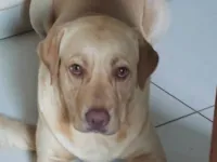 Cachorro raça Labrador idade 2 anos nome Brienne