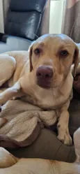 Cachorro raça Labrador idade 2 anos nome Brienne