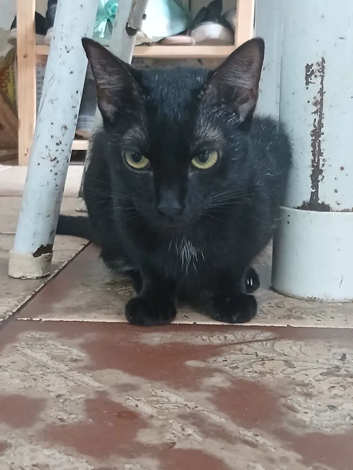 Gato raça SRD-ViraLata idade 7 a 11 meses nome pretinha 