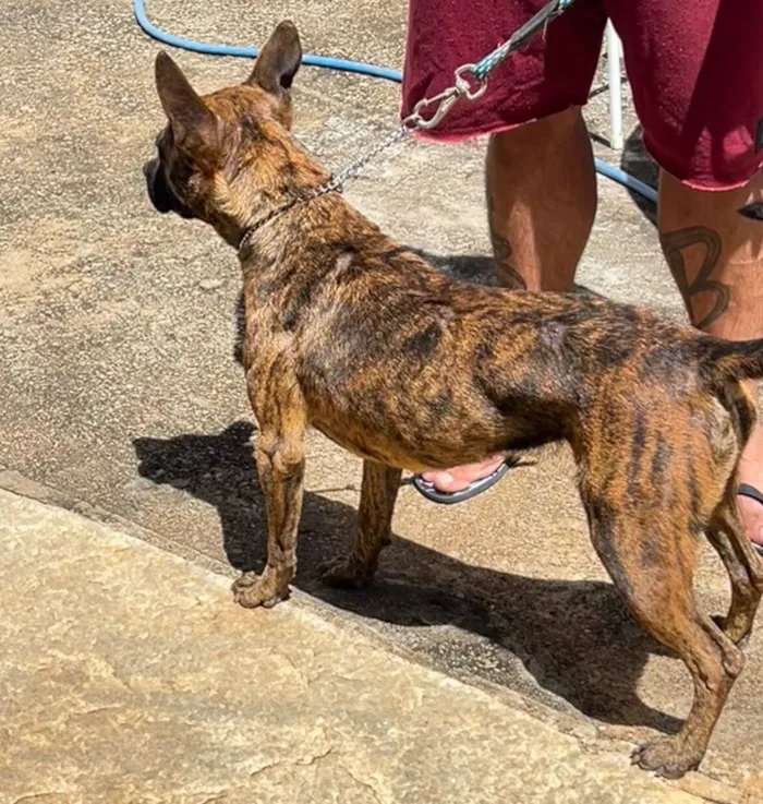 Cachorro raça SRD-ViraLata idade 2 anos nome Pandora 