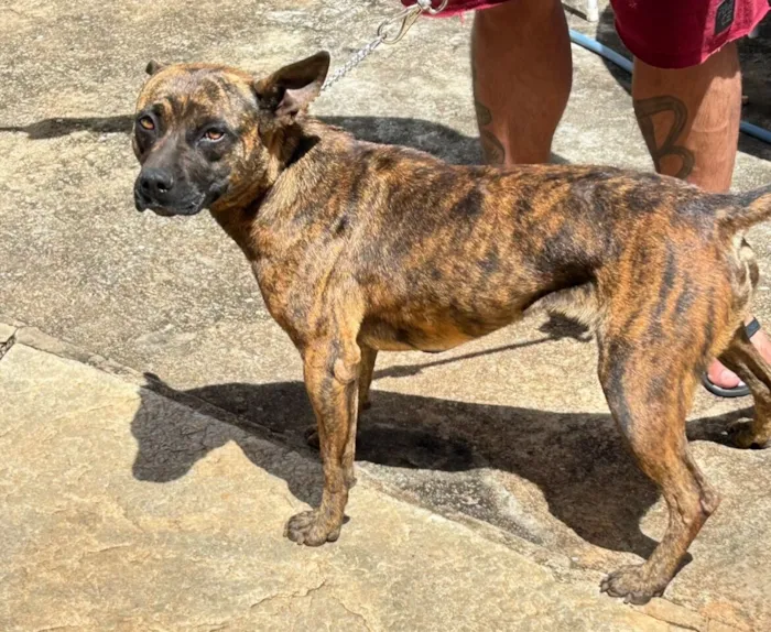 Cachorro raça SRD-ViraLata idade 2 anos nome Pandora 