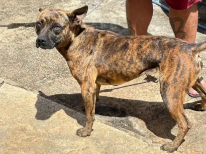 Cachorro raça SRD-ViraLata idade 2 anos nome Pandora 