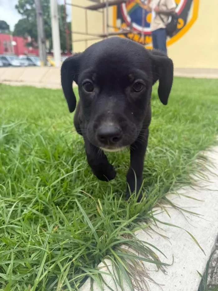 Cachorro raça Labrador idade 2 a 6 meses nome raiada