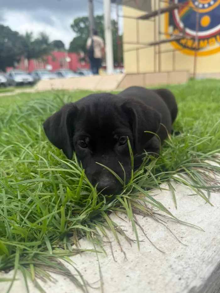 Cachorro raça Labrador idade 2 a 6 meses nome raiada