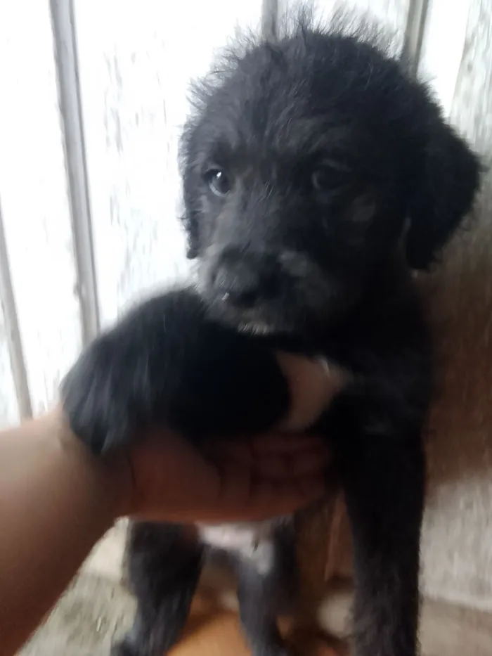 Cachorro raça SRD-ViraLata idade 2 a 6 meses nome não tem