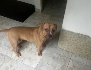 Cachorro raça Pit-Bull idade 2 anos nome Nick