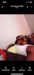 Cachorro raça Yorkshire idade 5 anos nome Chaves