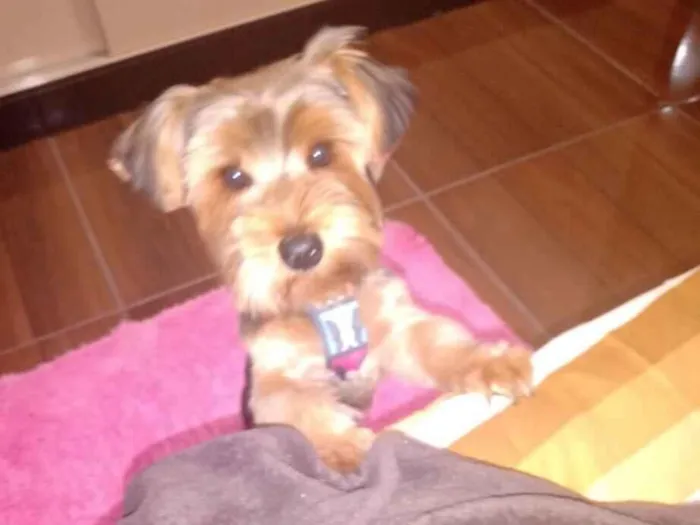 Cachorro raça Yorkshire idade 5 anos nome Chaves