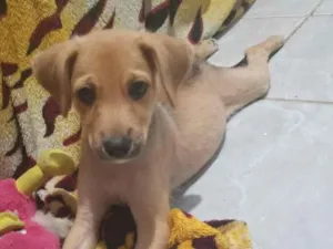 Cachorro raça SRD-ViraLata idade 2 a 6 meses nome caramelo