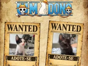 Gato raça SRD-ViraLata idade 2 a 6 meses nome sem nome definido