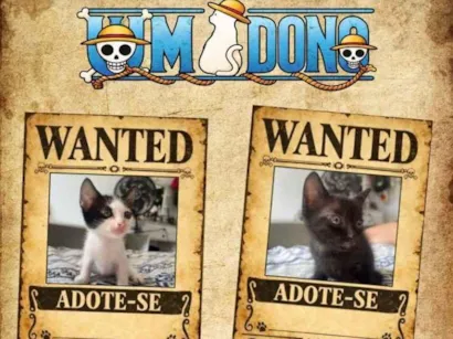 Gato raça SRD-ViraLata idade 2 a 6 meses nome sem nome definido