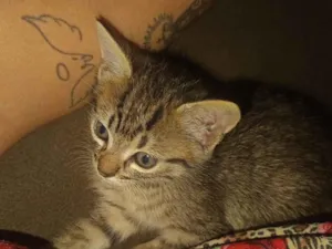 Gato raça SRD-ViraLata idade Abaixo de 2 meses nome sem nome 