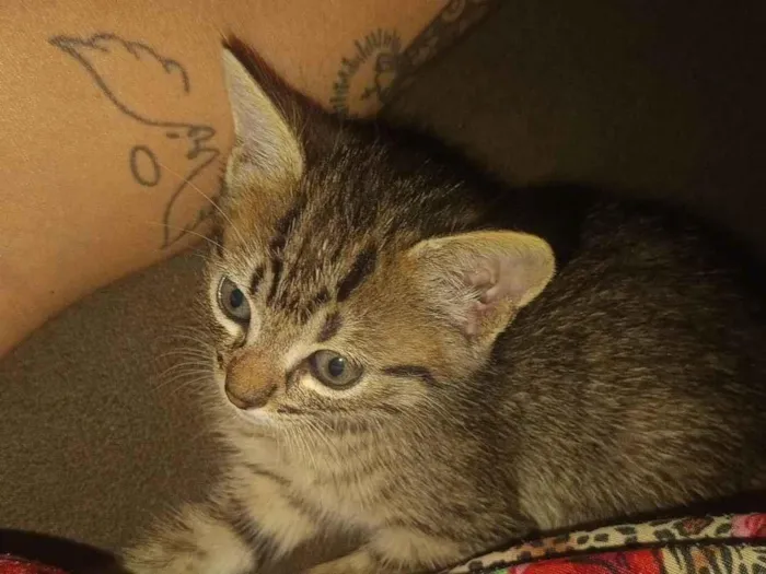 Gato raça SRD-ViraLata idade Abaixo de 2 meses nome sem nome 