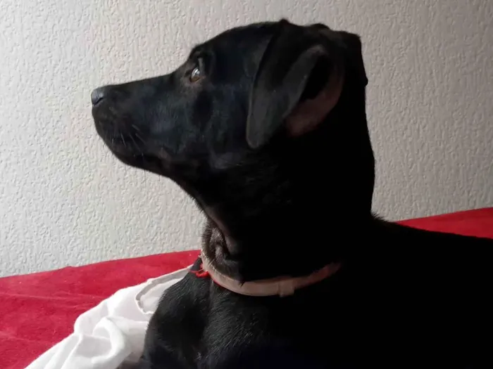 Cachorro raça SRD-ViraLata idade 2 a 6 meses nome Pretinha