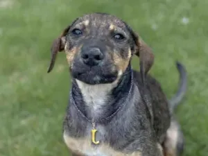 Cachorro raça SRD-ViraLata idade 2 a 6 meses nome Pitanga