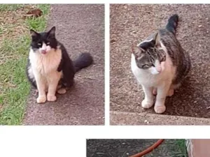 Gato raça SRD-ViraLata idade 2 anos nome sem nome