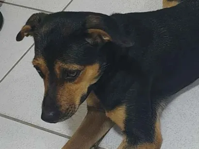 Cachorro raça SRD-ViraLata idade 7 a 11 meses nome Sem nome