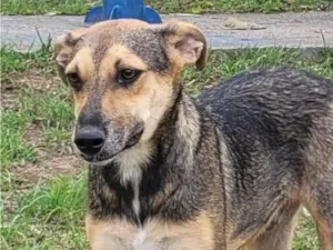 Cachorro raça SRD-ViraLata idade 2 anos nome Marrom